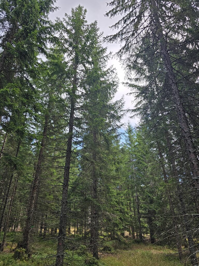 Hluboká koruna je u smrku cílem